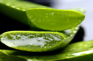 Sliced of aloe vera leaf