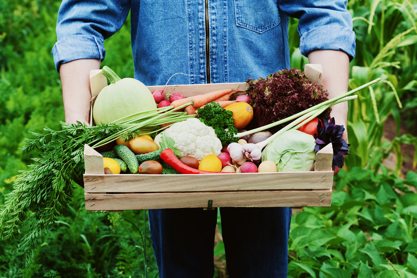 The farmer holds in his hands a wooden box with a crop of vegetables and harvest of root on the background of the garden. Natural and organic food.