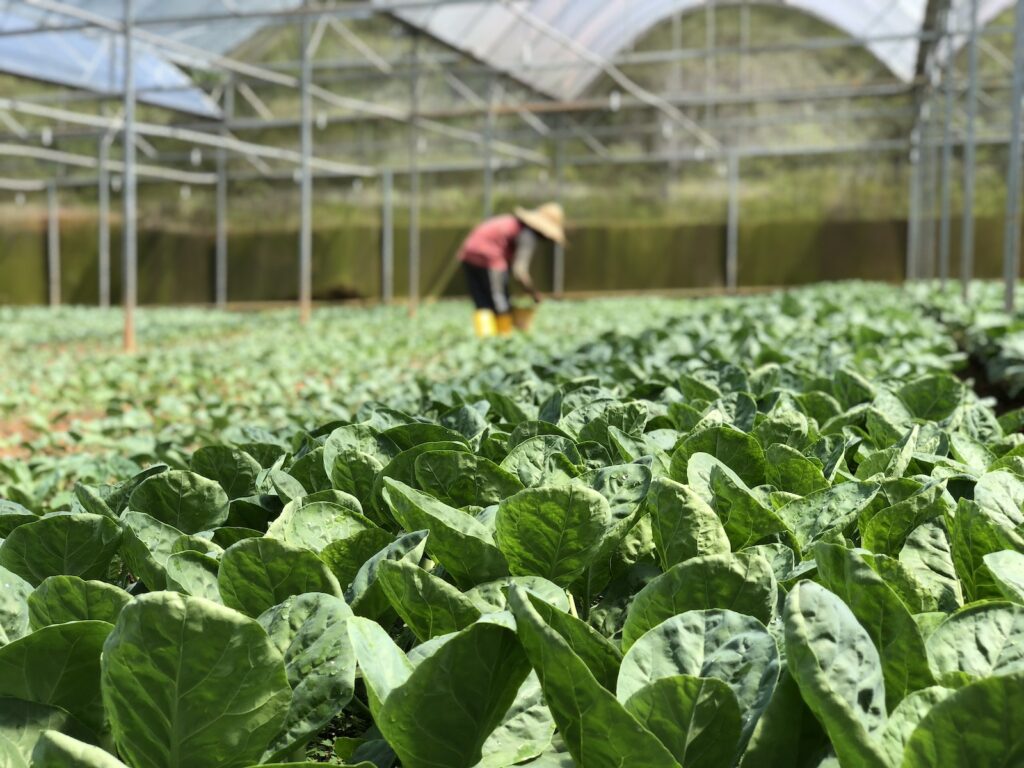 vegetable farm